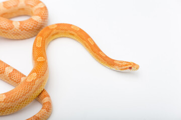 Yellow Amelanistic corn snake on a white background. Pantherophis guttatus