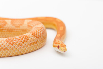 Yellow Amelanistic corn snake on a white background. Pantherophis guttatus