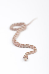 Small Hypoberry Red factor Corn snake on a white background. Pantherophis guttatus
