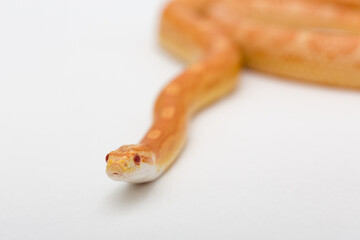 Yellow Amelanistic corn snake on a white background. Pantherophis guttatus