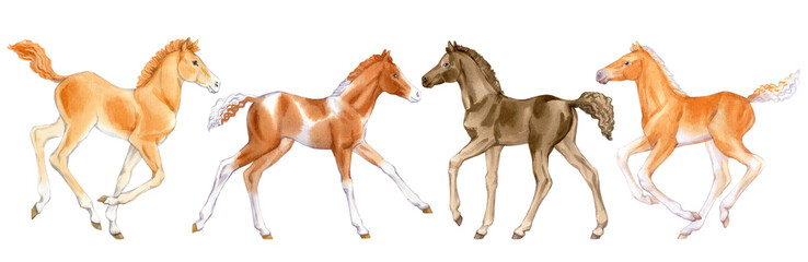 Fototapeta na wymiar Watercolor set of foals isolated on white background. Original stock illustration of baby horses.