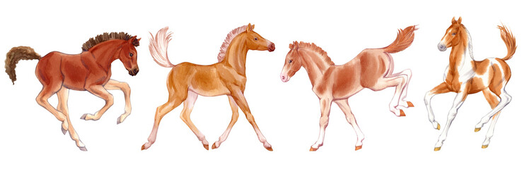 Fototapeta na wymiar Watercolor set of foals isolated on white background. Original stock illustration of baby horses.