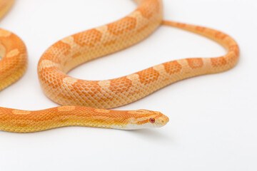 Yellow Amelanistic corn snake on a white background. Pantherophis guttatus