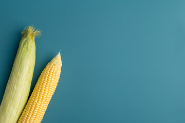 Two cobs of corn at blue background