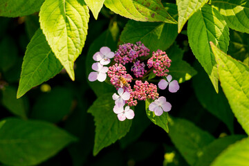 Flowers blossom on sunny day. Closeup of bee at work on hortensia plant. Violet Hydrangea macrophylla blooming in spring and summer in a garden. Web banner, nature background