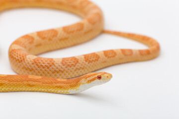 Yellow Amelanistic corn snake on a white background. Pantherophis guttatus