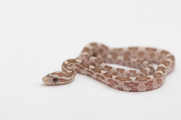 Small Hypoberry Red factor Corn snake on a white background. Pantherophis guttatus
