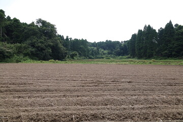 収穫後の田んぼ