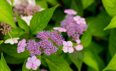 Flowers blossom on sunny day. Closeup of bee at work on hortensia plant. Violet Hydrangea macrophylla blooming in spring and summer in a garden. Web banner, nature background