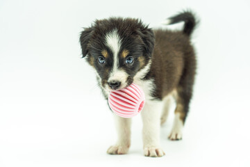 lovely border collie puppy standing still with pink beanbag in mouth staring straight ahead on white background