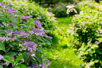 Flowers blossom on sunny day. Flowering hortensia plant. Violet Hydrangea macrophylla blooming in spring and summer in a garden. Web banner, nature background