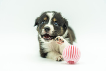adorable border collie puppy on white background lying on its front with open mouth and raised paw, seems to be asking for help