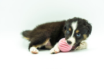 adorable border collie puppy on white background lying on its side biting pink ball looking ahead