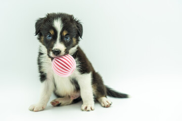 adorable border collie puppy on white background sitting with pink ball in mouth looking ahead