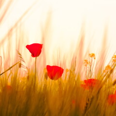 Red poppies glowing in soft golden light among tall grass. Dreamy, atmospheric nature scene evoking calm and warmth of a summer sunrise or sunset © Maciej Bonk