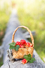 Fototapeta na wymiar Ripe cloudberries in a basket in the forest. North Karelia. Russia