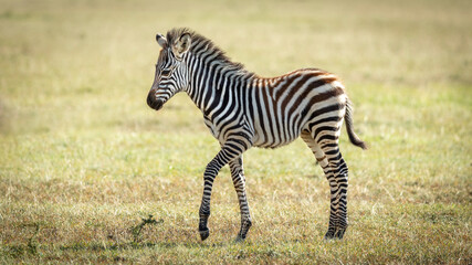 Naklejka premium Horizontal view of full body of baby zebra walking in warm afternoon light in Masai Mara Kenya