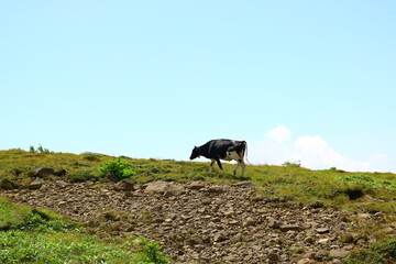 高原の風景