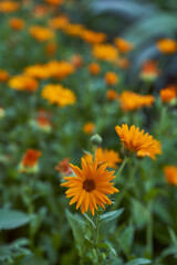 Nails medicinal, or marigold medicinal - herbaceous plant, a species of genus Calendula family Astra. Close-up