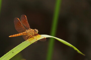 dragonfly on a leaf