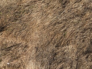 autumn grass texture