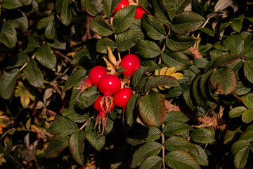 Dzika róża © Arkadiusz