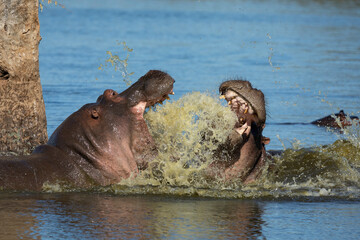 Fototapeta premium Two hippo fighting in water near a tree in Kruger Park South Africa