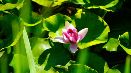Fototapeta premium water lily Marliacea Flammea, bright pink, white flower among green leaves and thickets of reeds on the shore of the lake. river flowers. native background. concept