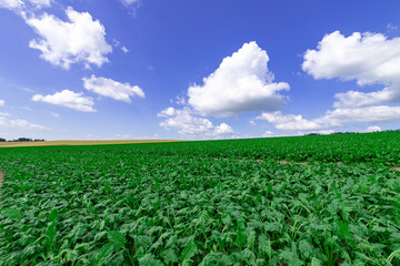北海道の風景　美しい夏の美瑛町