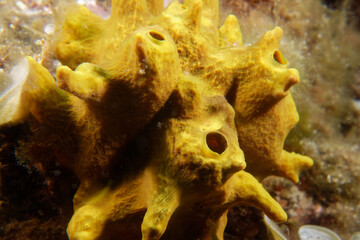 Golden sponge (Aplysina aerophoba) in Mediterranean Sea