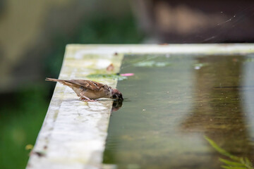 Sparrow bird drinking water in a fountain in summer, Chengdu, Sichuan province, China