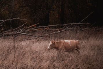Krowa w polu © Arkadiusz
