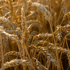 Rich harvest Concept. Wheat field with ears of golden wheat close up. Beautiful Agricultural Field Sunset Landscape.