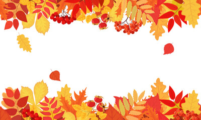 Background with leaves of maple, chestnut, oak and berries in the fall. Hello autumn seamless banner with orange and red leaves. Vector illustration with seasonal foliage decorations and copy space