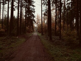 Fototapeta premium Wald