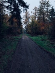 Fototapeta premium Wald