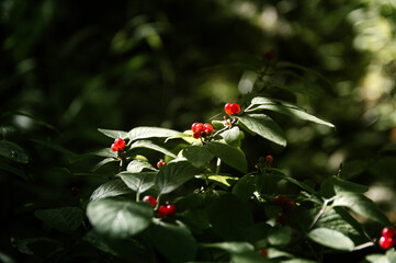 Krzaczek zielonej roślinki z czerwonymi małymi owocami jagodami © Monika