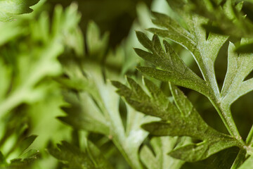 thin green leaves of the plant. Close-up.Macro effect photo.