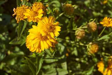 Yellow Argyranthemum frutescens, more commonly known as Marguerite Daisy. This image shows a group of very vivid.