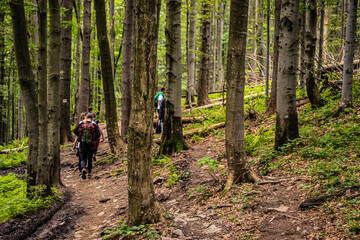 Obraz premium Group of friends hiking in the forest