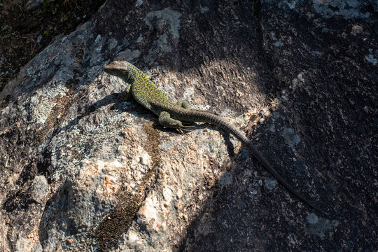 Lagarto ocelado (Timon lepidus) al sol