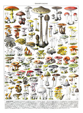 Autumn forest mushrooms scene. Autumn mushrooms view. Mushroom collection hand drawn illustrations. / Antique engraved illustration from Adolphe Millot.