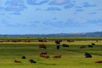 Fjerritslev, Denmark Cows at pasture on fields close to the Limfjord