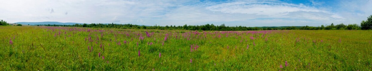 panorama of summer meadow with wild flowers