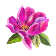 Dog rose. Watercolor flowers