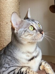 Bengal