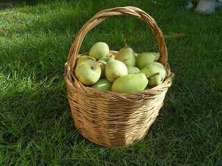 basket of pears