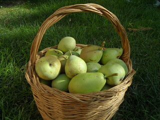 organic pears in a basket