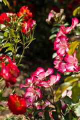 Obraz premium Schöne Wildrosen dekorativ