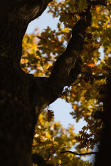 Oaktree in sunlight. Autumn in a park. Yellow and orange leaves.